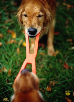 Ryan McVay/Photodisc/Getty Images Chewing and mouthing is a natural instinct that can be properly channeled with good chew toys and bones.
