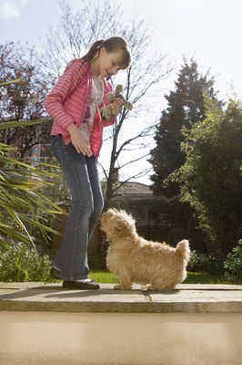 81a/Photolibrary/Stockbyte/Getty Images The Norfolk terrier eagerly serves as a playful and devoted companion.