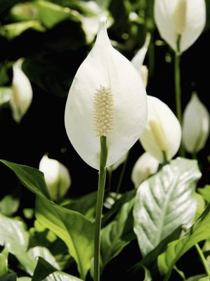Medioimages/Photodisc/Photodisc/Getty Images Peace lilies are poisonous to dogs and cats.