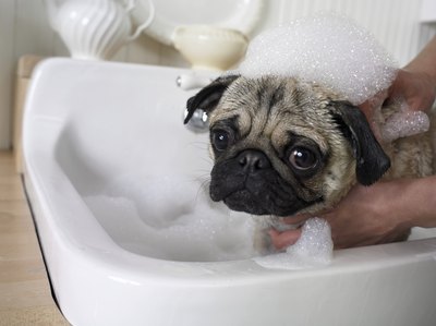 Digital Vision./Digital Vision/Getty Images Don't bathe your puppy too often.