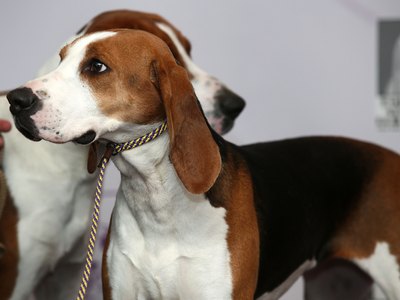 Astrid Stawiarz/Getty Images Entertainment/Getty Images A Treeing Walker coonhound at the Westminster Dog Show.