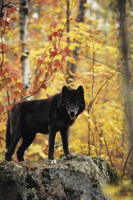Tom Brakefield/Stockbyte/Getty Images A wolf can't tolerate starch, but a domestic dog can.