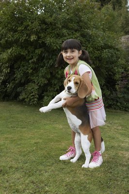 Noel Hendrickson/Photodisc/Getty Images Beagles are affectionate dogs who respond well to small children.