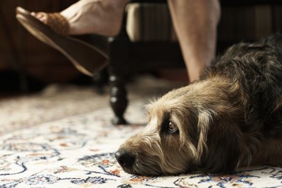 Thomas Northcut/Digital Vision/Getty Images Keep your dog close by so you can keep an eye on him.