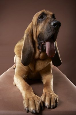 Chris Amaral/Digital Vision/Getty Images Dogs suffering from stage 4 heartworm disease are extremely ill.