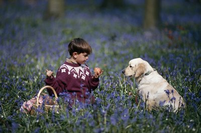 David De Lossy/Photodisc/Getty Images Sharing an apple with your furry pal is fine -- just avoid the seeds.