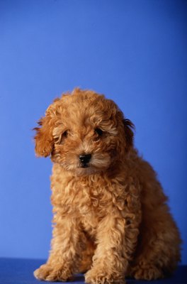 David De Lossy/Photodisc/Getty Images Take your pup in for routine vet visits, including tooth examinations.