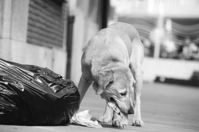 David De Lossy/Valueline/Getty Images Your dog may chew on some weird things while teething.