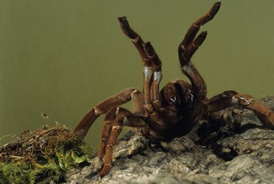 Tom Brakefield/Stockbyte/Getty Images Most dogs are scared away by tarantulas before being bitten.