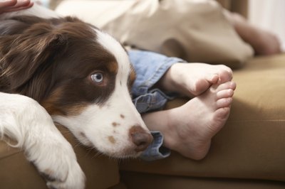 Chris Amaral/Digital Vision/Getty Images Syncope in dogs can be a symptom of serious underlying illness.