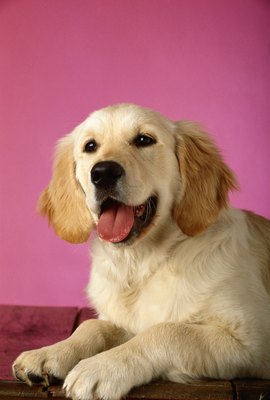David De Lossy/Photodisc/Getty Images "Treats that keep my teeth clean? Sign me up!"
