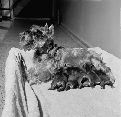 George Pickow/Hulton Archive/Getty Images Smaller breeds tend to have smaller litters but about the same number of nipples to that of larger dogs.