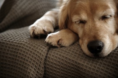 Janie Airey/Digital Vision/Getty Images Golden retrievers are more susceptible to some skin diseases than other breeds.