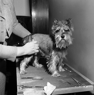 Al Barry/Valueline/Getty Images Clipping the hind side helps keep your dog sanitary.