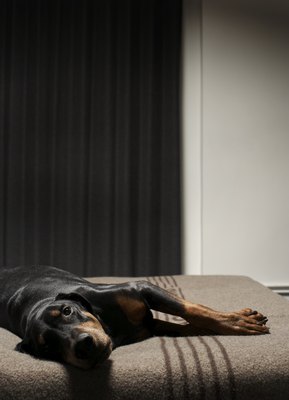 Thomas Northcut/Photodisc/Getty Images Ms. Canine, the acupuncturist will see you now.