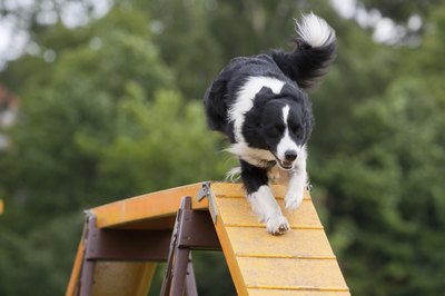 piskunowiczp/iStock/Getty Images An active doggie needs more calories, but not necessarily vitamin supplementation.