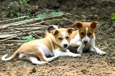Visage/Stockbyte/Getty Images Taming a feral puppy is similar to reconditioning an abused dog.