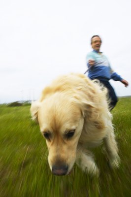 George Doyle/Stockbyte/Getty Images Certain training collars and leads can help reduce pulling behavior in dogs.