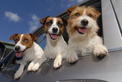 Klaus Hollitzer/iStock/Getty Images Check your pet's carrier and make sure it's in good shape before your trip.