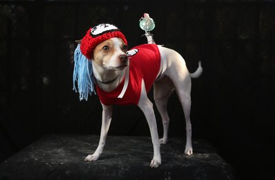 John Moore/Getty Images News/Getty Images Toy fox terriers come in a range of colors, but bright red isn't among them.
