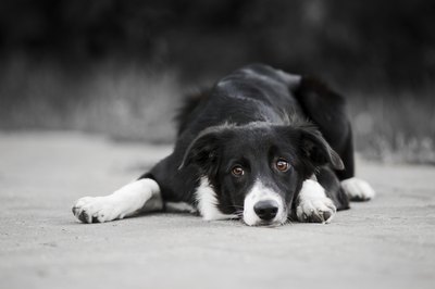 Ksuksa/iStock/Getty Images Your pup can see blue, yellow and grayish yellows.