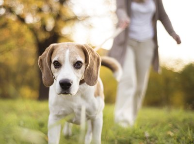 pojoslaw/iStock/Getty Images Keep your canine safe by learning how to treat medical emergencies.
