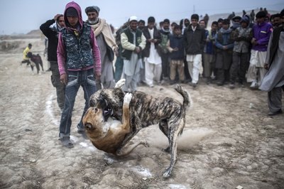 Daniel Berehulak/Getty Images News/Getty Images If dogs are allowed to or encourage to attack, the results can be deadly.