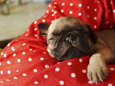 auimeesri/iStock/Getty Images Something as simple as a comfy dog bed can help to reduce pain associated with cancer.