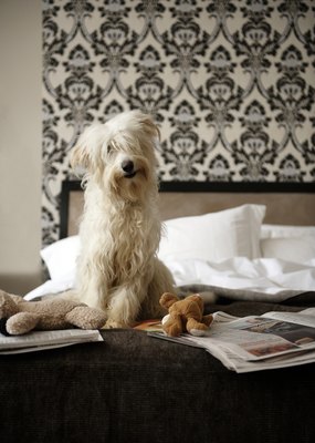 Janie Airey/Lifesize/Getty Images Some pooches really enjoy having a special soft toy around at all times.