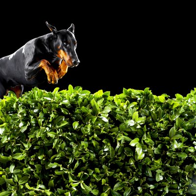 Thomas Northcut/Photodisc/Getty Images Landing a jump wrong is a common cause of tendon injuries.