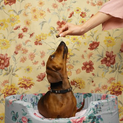 George Doyle/Stockbyte/Getty Images Never treat your puppy with chocolate -- it's toxic to canines.