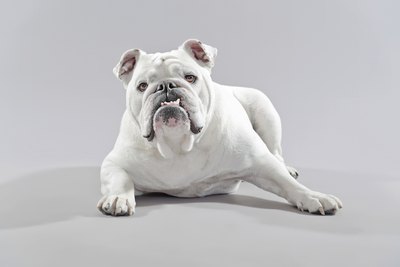 Ysbrand Cosijn/iStock/Getty Images All he needs is a red jersey and he'll be a Georgia bulldog.