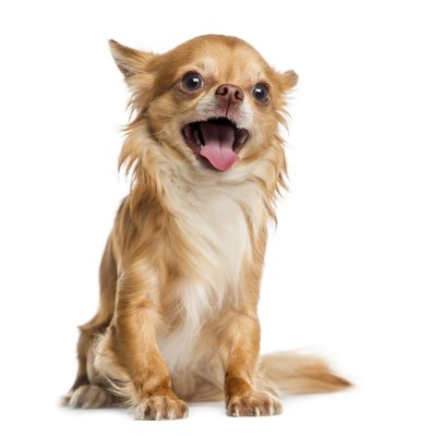 GlobalP/iStock/Getty Images Chihuahuas live an average of 14 to 18 years.