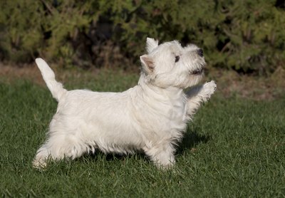 Wavetop/iStock/Getty Images The West Highland white terrier is related to other British terrier breeds.