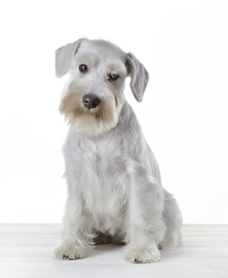 Magone/iStock/Getty Images White miniature schnauzers do not conform to AKC breed specifications.