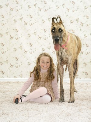Digital Vision./Digital Vision/Getty Images A brindle Great Dane is hard to overlook.