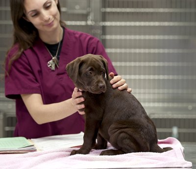 aspenrock/iStock/Getty Images Rabies vaccination is mandated by state and local law.