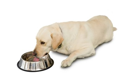 Wavebreakmedia Ltd/Wavebreak Media/Getty Images Kennel cough is airborne, but it can contaminate bowls and toys.