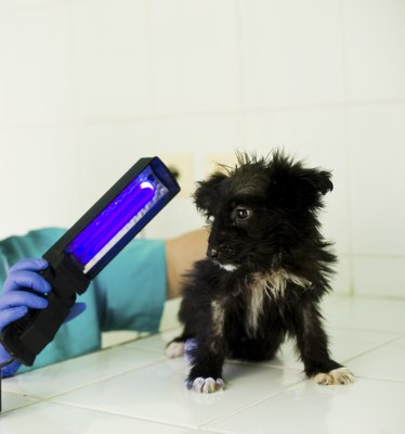 Ershova_Veronika/iStock/Getty Images The hairless patches on this pup are classic signs of ringworm infection.