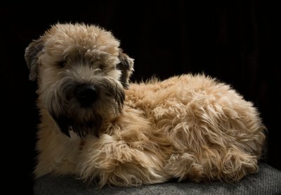 Mark Strozier/iStock/Getty Images Dogs younger than 2.5 years old may have black on the face and ears.