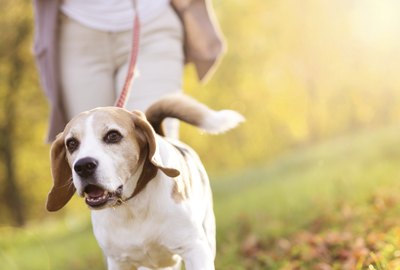 pojoslaw/iStock/Getty Images Adequan may help increase mobility in dogs suffering from arthritis.
