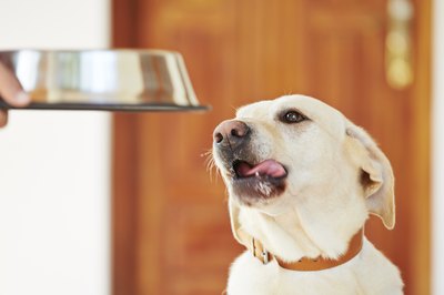 Chalabala/iStock/Getty Images Hanging a dog bowl reduces accidental spills and messes.