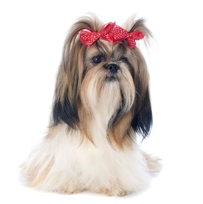 cynoclub/iStock/Getty Images Registering your kennel with the AKC secures its place in history.