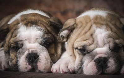 WilleeCole/iStock/Getty Images Miniature bulldog's small size and low energy make them ideal apartment pets.