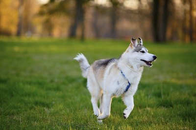 alexandrshevchenko/iStock/Getty Images Highly gregarious, Siberian huskies are seldom a one-person dog.