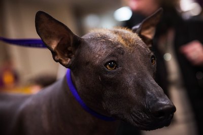 Andrew Burton/Getty Images News/Getty Images The Xoloitzcuintli is a Mexican national treasure.