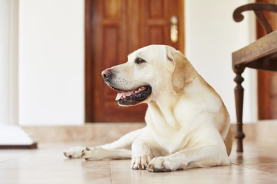 Chalabala/iStock/Getty Images The American Labrador has a longer head.