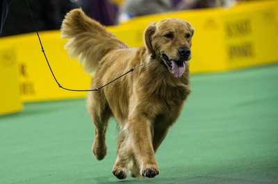 Andrew Burton/Getty Images News/Getty Images Golden retriever competing in the Westminster dog show.