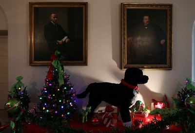 Mark Wilson/Getty Images News/Getty Images The Portuguese water dog, Bo, calls the White House home.