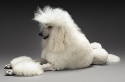 moodboard/moodboard/Getty Images This poodle sports the "continental" clip.